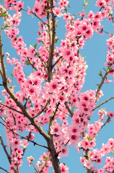 Un albero di fiori Fotografia Stock