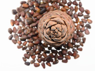 Cedar cones and inshell nuts clipart