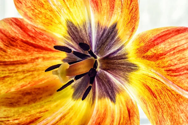 En Tulip mortelstöt — Stockfoto