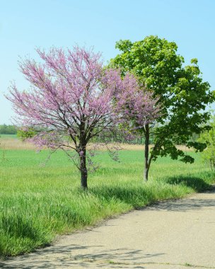 Ağaç çiçek ve bir ağacın gökyüzüne karşı yeşil yaprakları ile yakın