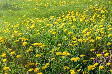 Dandelions alanında bir yeri vardır