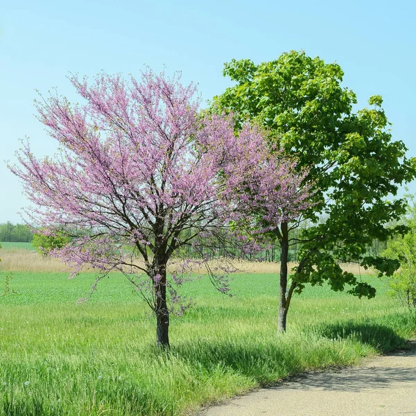 Albero Fiori Vicino Albero Con Foglie Verdi Contro Cielo — Foto Stock