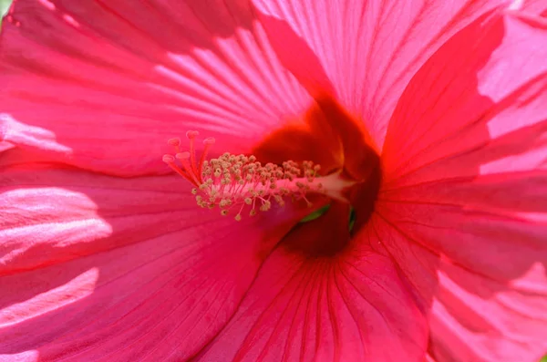 Hibiscus blomma — Stockfoto