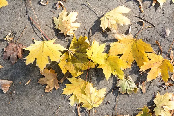 Hojas de otoño —  Fotos de Stock