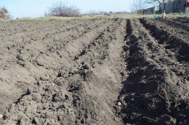 Patates tohumları gömmeden önce bahçede yatıyor.