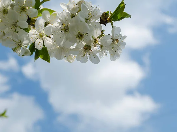 Partie Cerisier Fleur Contre Ciel — Photo