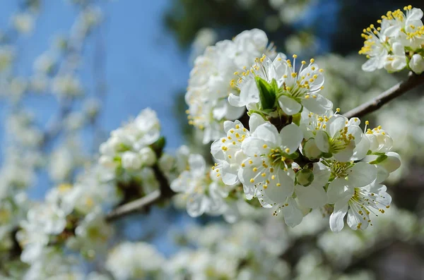 Partie Cerisier Fleur Contre Ciel — Photo