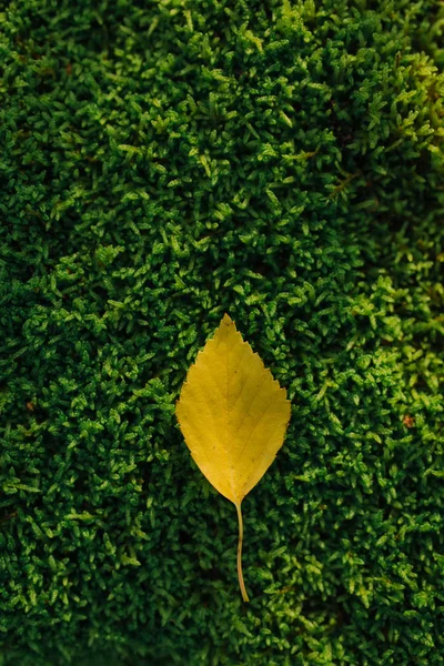 緑の苔に黄色の葉 ストック写真