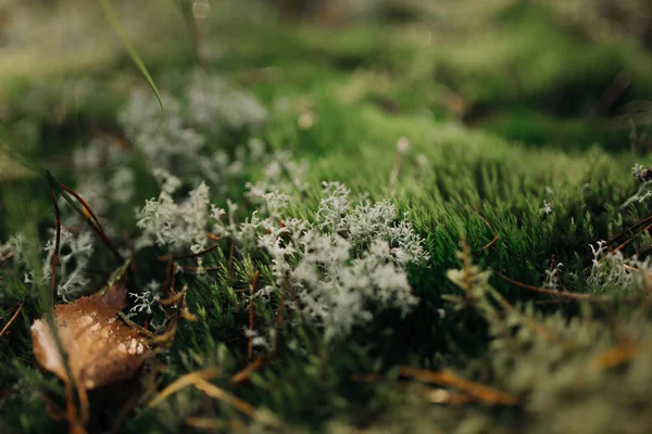 sonbahar orman arka plan