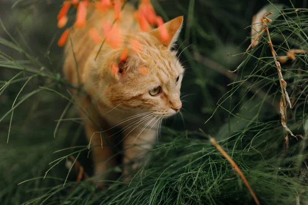 トリッキーな生姜猫 ロイヤリティフリーのストック画像
