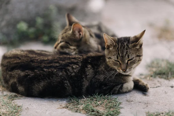 Açık havada dinlenme cats
