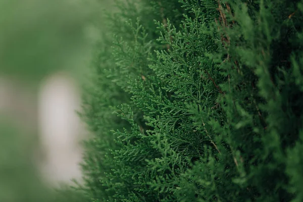 Doğal yeşil arkaplan bulanık