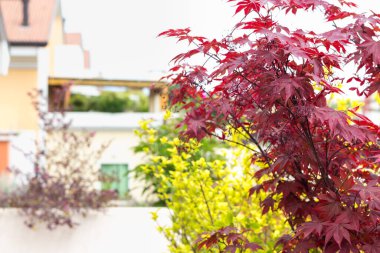 Japon yangın bush acer palmatum Akça ağaç.