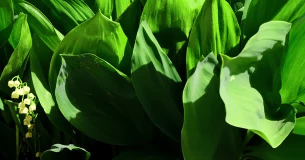 Οι θάμνοι του ανθισμένου κρίνου της κοιλάδας ή Convallaria majalis σφύζουν από αέρα στον κήπο ή το πάρκο την άνοιξη. Κλείστε το σχέδιο. Πράσινη χλωρίδα, φωτεινό χρώμα. Ανάλυση βίντεο 4k — Αρχείο Βίντεο