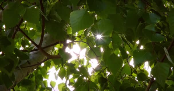 Bokeh abstracto borroso con destello solar. Lente de sol llamarada. Fondo de la naturaleza. Hermoso sol brilla a través del soplo de hojas verdes de árboles de viento. En cámara lenta. Resolución de video 4k de alta calidad — Vídeo de stock