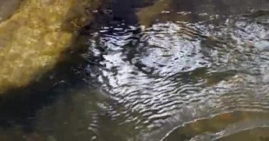Taşları şeffaf bir dağ nehri suyuyla kapatın. Yukarıdan bak. Taşlar suyun dibindeki bokeh 'ten görülebilir. Temiz su nehri arka planı. yüksek kaliteli video 4k çözünürlüğü