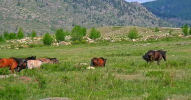 Bir at sürüsü yeşil alanda yürüyor ve çiftlik atlarını otlatıyor.