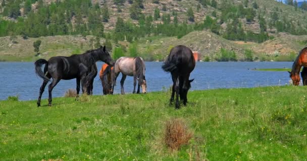 Un troupeau de chevaux marchant sur la nature près de l'eau sur l'herbe verte 