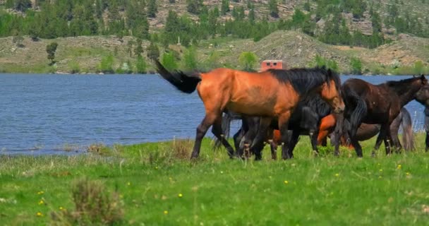 I cavalli pack a piedi attraverso il campo tra il lago — Video Stock