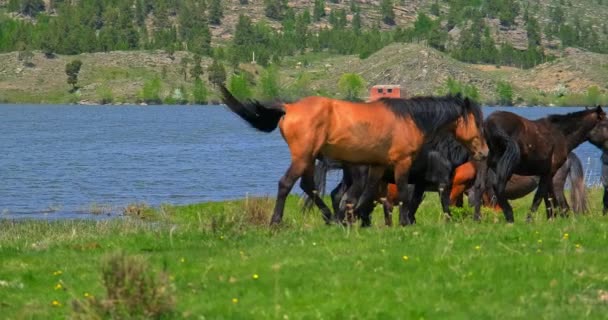 Les chevaux de meute marchent à travers le champ parmi le lac 