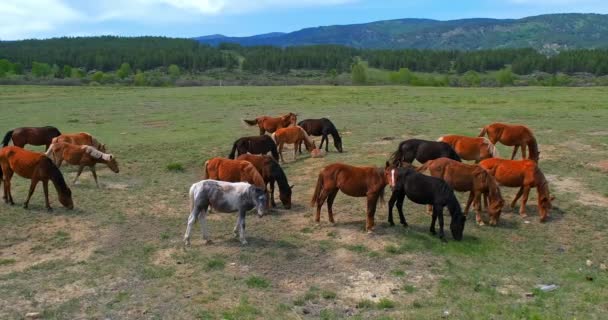 A large herd of horses walking on the green field and grazing on the background — Stock Video