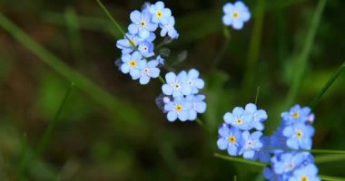 Vahşi unutma beni çiçekleri seçici bir odak noktası. Vahşi bitkiler ormanda ya da dosyalanmış bitkilerde yetişir. Küçük mor, narin brunnera bitkisi yaz desenlerini doldurur.