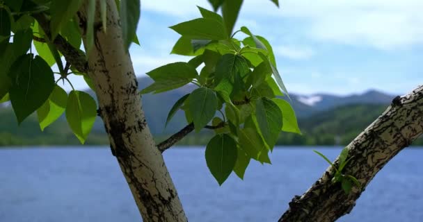 Baumblätter auf dem Hintergrund von Bergen und Seen, blauer Himmel schöne Natur