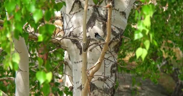 Motacilla cinerea "Alveola cinzenta" spoczywa na gałęzi w rzece. — Wideo stockowe