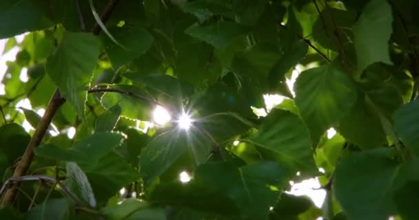 Φόντο φύσης. Όμορφος ήλιος λάμπει μέσα από το φύσημα στο πράσινο δέντρο αέρα — Αρχείο Βίντεο