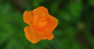 Küre çiçeği ya da tarlada güneşli Trollius Avrupaeus. Yuvarlak sarı ve parlak çiçekler sabah güneşinde.