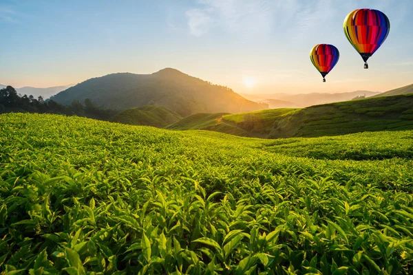 Plantación de té de Malasia en Cameron Highlands con globo aerostático — Foto de Stock