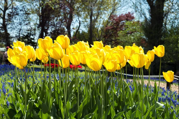 Žluté tulipány, kvetoucí v jarní sezóně v zahradě v Nizozemsko — Stock fotografie