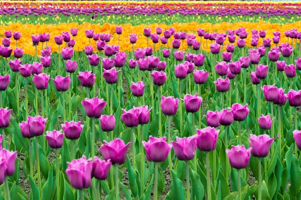 Krajina Nizozemsko kytice fialové a žluté tulipány flo — Stock fotografie