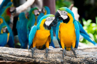Mavi ve sarı macaws jung ahşap şubesine tıraşlama çifti