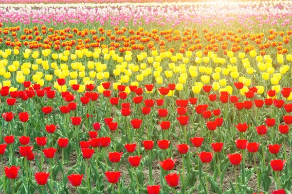 Barevné tulipány, kvetoucí v jarní sezóně v zahradě v Netherlan — Stock fotografie