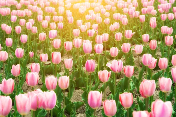 Růžové tulipány, kvetoucí v jarní sezóně v zahradě v Nizozemsko. — Stock fotografie