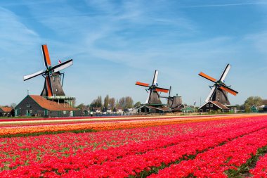 Lale ve yel değirmenleri Hollanda buket peyzaj 
