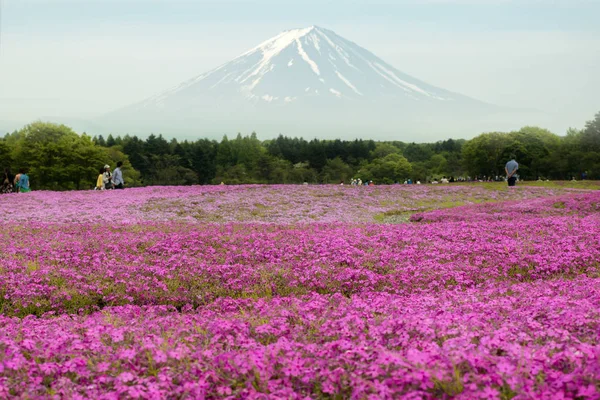 Monte Fuji con il campo di muschio rosa a Yamanashi, Giappone . — Foto Stock