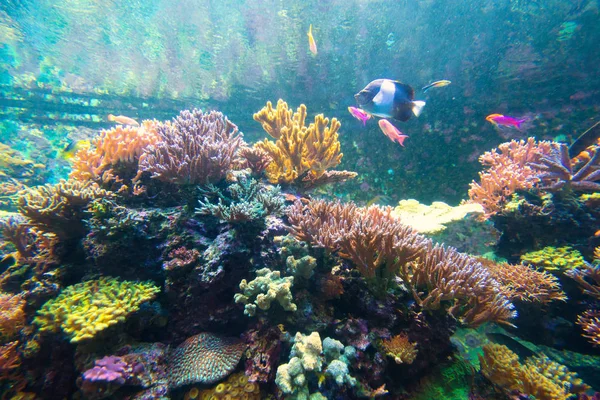 Maravilloso y hermoso mundo submarino con corales y tropica —  Fotos de Stock