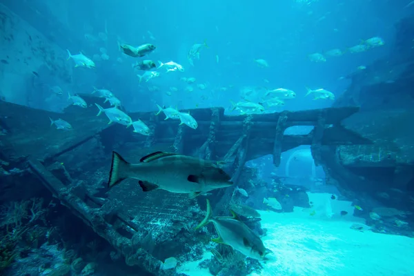 Muchos peces en el acuario grande azul. Hermoso bajo el agua en el acuario —  Fotos de Stock