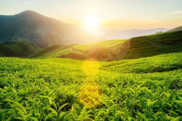 Tea plantation in Cameron highlands, Malaysia — Stock Photo, Image