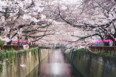 Kiraz çiçeği Meguro kanal Tokyo, Japonya'da kaplı. İlkbaharda