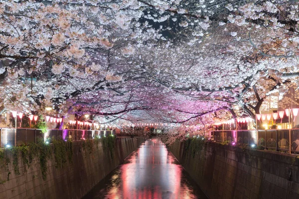 Kwiat wiśni pokryte Meguro Canal w nocy w Tokio, Japonia. SPRI — Zdjęcie stockowe