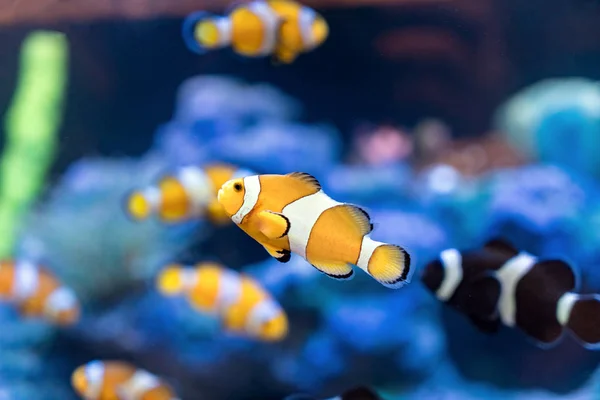 Amphiprion Ocellaris Clownfish En Clownfish nadar alrededor de su ho —  Fotos de Stock