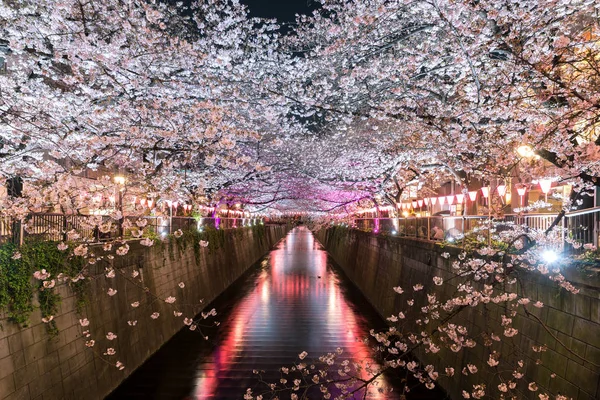 Fiore di ciliegio rivestito Meguro Canal di notte a Tokyo, Giappone. Spri — Foto Stock