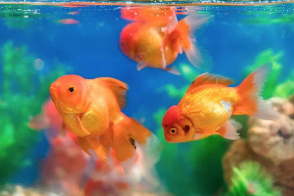 Goldfish in freshwater aquarium with green beautiful planted tro Stock Image