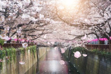 Kiraz çiçeği Meguro kanal Tokyo, Japonya'da kaplı. İlkbaharda