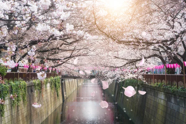 Kwiat wiśni pokryte Meguro Canal w Tokio, Japonia. Wiosna w — Zdjęcie stockowe