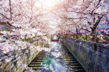 Kiraz çiçeği Meguro kanal Tokyo, Japonya'da kaplı. İlkbaharda