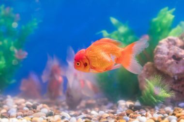 Japon Yeşil güzel ile tatlı su akvaryum balığı tro dikti